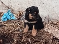 Macar Kafa Rottweiler Yavruları