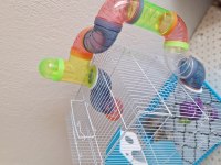 Suriye Hamster