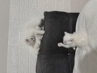2 aylık british shorthair bebişlere yuva arıyorum
