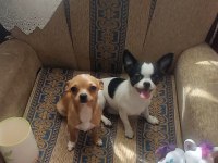 Teacup Mini Şivava Bebekler
