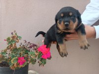 Koca kafa rottweiler yavrular mevcut