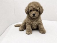 Toy Poodle Köpeğimiz