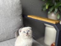 SCOTTISH FOLD BLUE POİNT YAVRULARIM 