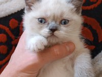 BABA EXOTİC SHORTHAİR ANNE SCOTTİSH STRAİGHT