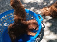 Kore toy poodle