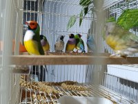 Goldian parot çim baykuş star ispinozlari