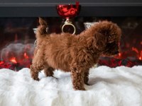 Toy Poodle Yavru Erkek Ve Dişi Yavrular Aşı Yapılmış