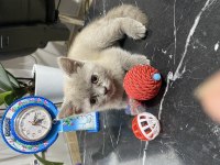 2 buçuk aylık bebiş scottish fold