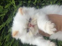 Boncuk Bebek Kediler
