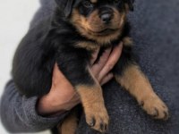 Rottweiler Köpeği