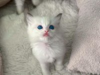 Anne Altından Safkan Ragdoll Yavru kediler
