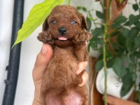 Toy Poodle Kore Kan
