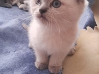 Dişi erkek mevcut british shorthair