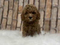 Şecereli aşılı poodle yavru köpekler