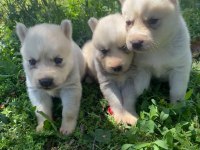 Safkan Husky Yavrular Yeni Yuvalarını Arıyor
