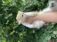 Safkan British Longhair By12 ve Ny12 Yavrular