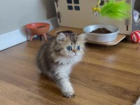 British longhair golden dişi