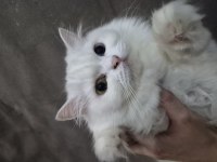 Bir yaşında kedimiz yeni yuvamızı arıyoruz