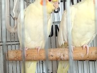 Kendi Anaç Kuşlarım Yavruları Erkek Dişi Tahmini Verilir
