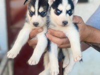 SİBİRYA KURDU HUSKY YAVRULARIMIZ MEVCUT
