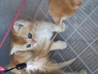 Safkan british shorthair golden yavrularım