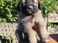 Safkan kangal yavruları