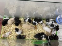 Yavru ve yetişkin Hamster
