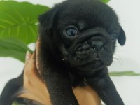 Dişi pug mops bebekler