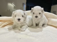 HİPOALERJENİK MALTESE YAVRULAR