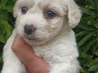 İki aylık terrier minikler