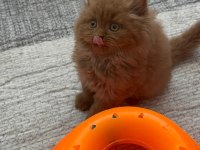 Safkan British Longhair Cinnamon Bebek