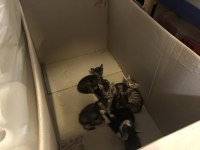 Güzel ve sevimli yavru kedileri ücretsiz sahiplendiriyoruz