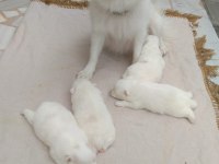 36 günlük spitz Pomeranian yavruları