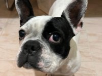 Sahibinden maske french bulldog