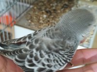 Yeni yeme düşen Jumbo muhabbet kuşu yavrular