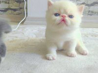 Minnak exotic shorthair patiler sevgi delisi
