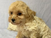 Morkie Köpekler