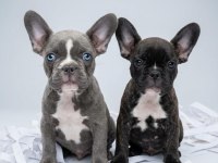 French Bulldog Ruhsatlı İşletmeden