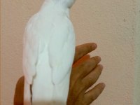 55 günlük full evcil albino kırmızı göz sultan papağanı