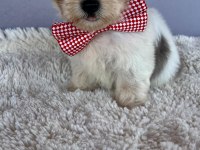 Morkie bebeklerimiz çok özel