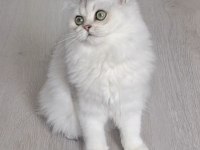 British longhair ns12 dişi 6 aylık