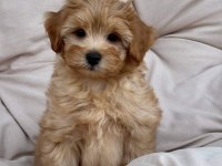 Maltipoo Yavrularımız