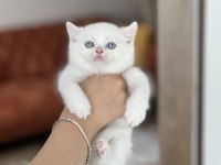 Lekesiz Beyaz Mavi Göz Brtish Shorthair Yavrum