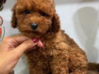 RED TOY POODLE DİŞİ