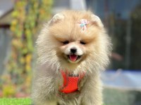 Safkan Pomeranian Boo Bebekler