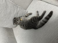 Scottish fold kedimiz