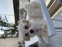 Güzel cindy maltese