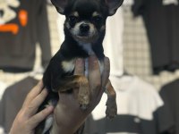 8 Aylık Erkek Ped Eğitimli Chihuahua