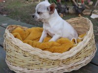Chihuahua Dişi Yavru Elma Kafa Küt Burun