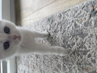 2.5 aylık dişi british shorthair